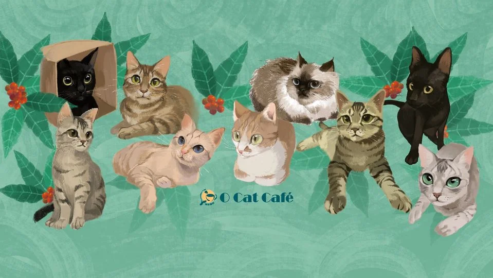 O cats coffee介紹圖片 1
