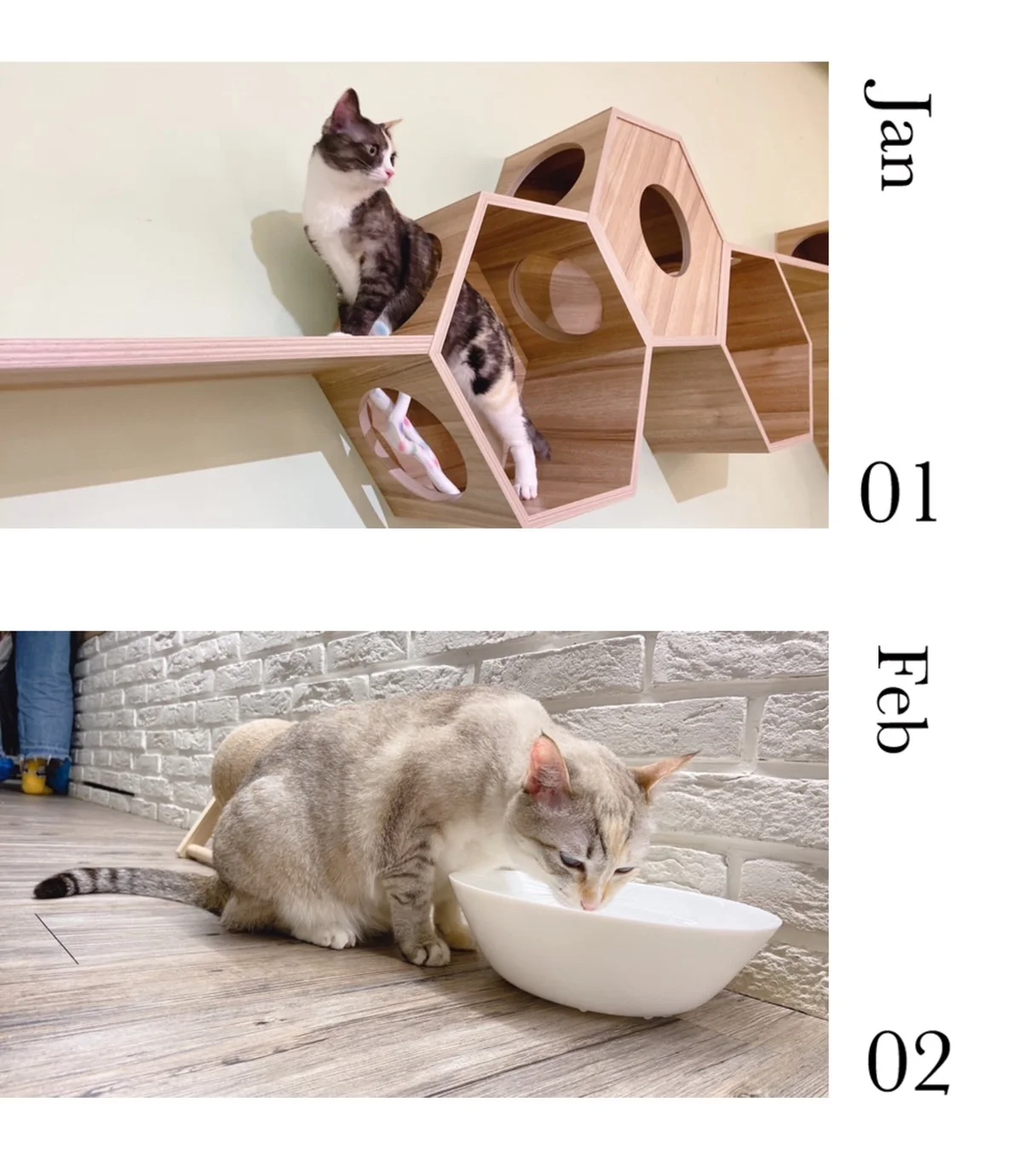 O cats coffee介紹圖片 4